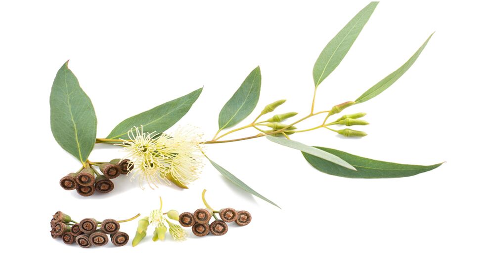 Eucalyptus in Hondrolife